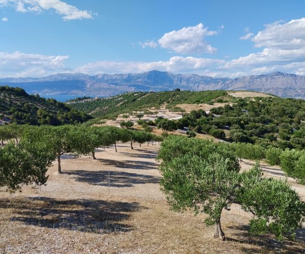 WhatsApp Image 2025-07-12 at 11.03.09 AM (1)