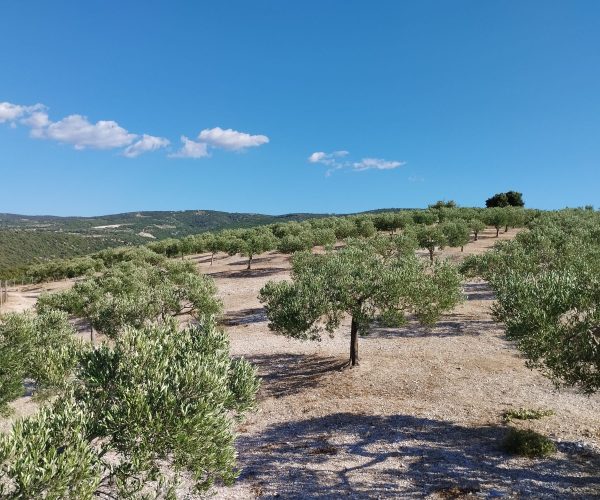 WhatsApp Image 2025-07-12 at 11.03.09 AM (2)