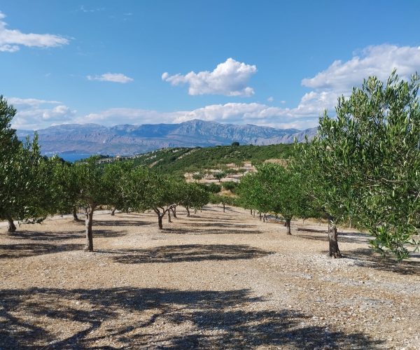 WhatsApp Image 2025-07-12 at 11.03.09 AM (3)