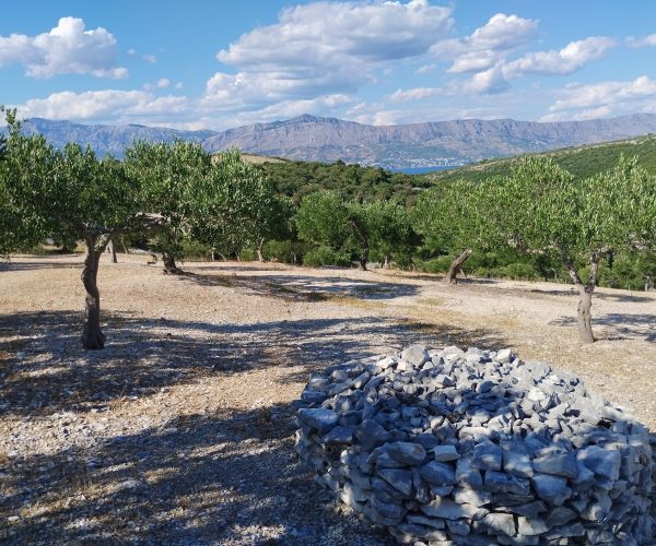 WhatsApp Image 2025-07-12 at 11.03.09 AM (4)