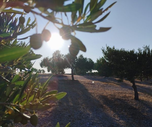 WhatsApp Image 2025-07-12 at 11.03.09 AM